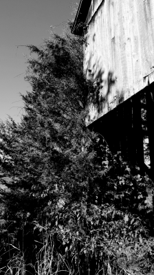 BW_The_Hill_Trees_3422.png