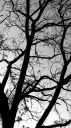 BW_The_Hill_Trees_3420.png