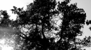 BW_The_Hill_Trees_3423.png