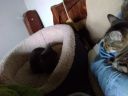 Foster_Pippy_In_Cat_Bed_20211030_105717.jpg
