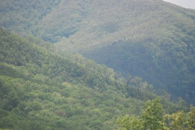 Roaring_Fork_Motor_Trail_20240506_1059
Keywords: Great Smoky Mtns; Nature