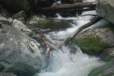 Roaring_Fork_Motor_Trail_20240506_1073
Keywords: Great Smoky Mtns; Nature