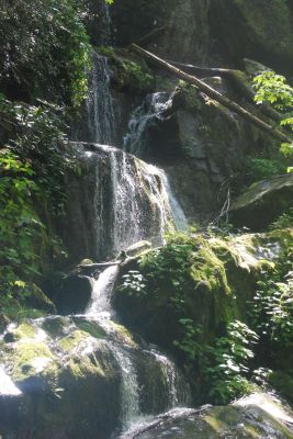 Roaring_Fork_Motor_Trail_20240506_1101
Keywords: Great Smoky Mtns;Nature