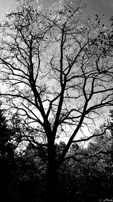 BW_The_Hill_Trees_3421.png