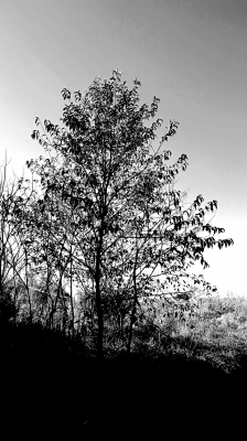 BW_The_Hill_Trees_3427.png