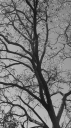 BW_The_Hill_Trees_3419.png