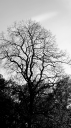 BW_The_Hill_Trees_3424.png