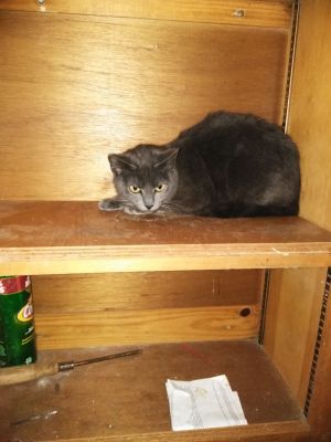 Foster_Pippy_In_Cabinet_20210412_082837
