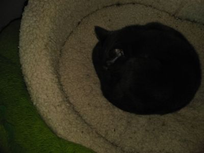 Foster_Pippy_In_Cat_Bed_20211030_105518

