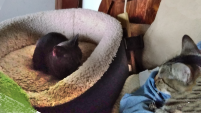 Foster_Pippy_In_Cat_Bed_20211030_105717
