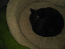 Foster_Pippy_In_Cat_Bed_20211030_105518.jpg