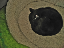 Foster_Pippy_In_Cat_Bed_20211030_105518.png