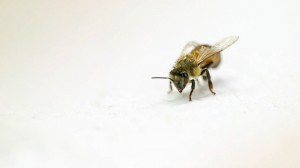 honeybee-1