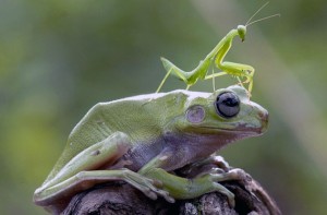 Praying-Mantis-Frog.jpg