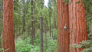 Man Climbing Old Growth Redwood